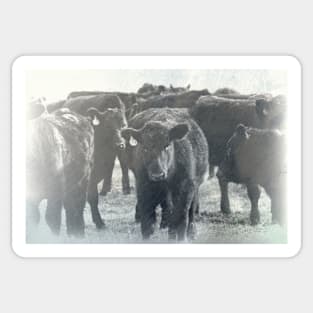 Cows Textured Photograph Sticker